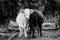 Greyscale shot of two cows facing different directions