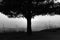 Greyscale of a tree surrounded by dry grass with rocky mountains on the background