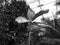 Greyscaled image - Large banana plant with drying leaves standing in front of big bush in greenhouse at Flora Exposition