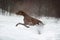 Greyster dog runs in winter snow
