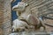 Griffin at entrance to St. Justina Basilica, Padua, Italy