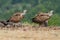 Griffin Vulture (Gyps fulvus)