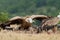 Griffin Vulture (Gyps fulvus)