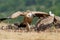 Griffin Vulture (Gyps fulvus)