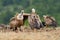 Griffin Vulture (Gyps fulvus)