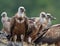 Griffin Vulture (Gyps fulvus)