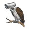 Griffin vulture surveillance camera head sketch