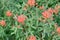 Griffith`s spurge Euphorbia griffithii Fireglow, plants with brick-red flowers