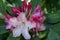 Griffithianum hybrid Rhododendron Lems Monarch, pink to ruby-red flowers