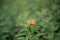 Griffiths spurge, Euphorbia griffithii Fireglow, brick-red flowers