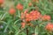 Griffiths spurge Euphorbia griffithii Fireglow, plant with brick-red flowers