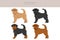 Griffon Belge clipart. Different poses, coat colors set