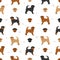 Griffon Belge seamless pattern. Different poses, coat colors set