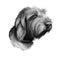 Griffon Fauve de Bretagne, Fawn Brittany Griffon dog digital art illustration isolated on white background. France origin
