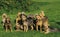 GRIFFON NIVERNAIS DOG, PACK OF ADULTS