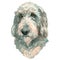 The Griffon Nivernais watercolor hand painted dog portrait