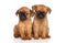 Griffon terrier puppies