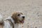 Griffon Vendeen basset dog looking over its shoulder at camera