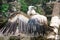 Griffon vulture