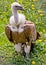 Griffon vulture 3