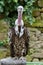 Griffon Vulture