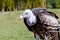 Griffon Vulture