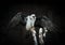 Griffon vulture against a dark background/Vulture