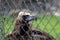 Griffon vulture behind the grid on a green background. Griffin portrait closeup.