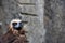 Griffon Vulture bird portrait taken in Moscow zoo.