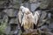 Griffon vulture Birds watching in the wildlife