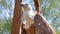 Griffon vulture in the cage