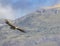 Griffon vulture in Canyon of Verdon River (Verdon Gorge) in Provence, France