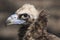 The griffon vulture close up head shot very close up showing feather and beak details.