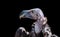 Griffon vulture close-up portrait