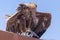 The griffon vulture close upGyps fulvus  hunched over  showing its huge body