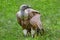 Griffon vulture - Eurasian griffon - Vulturul pleÈ™uv sur