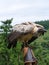 Griffon vulture on falconer\\\'s glove ready to fly in close up. Colossal large bird