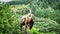 Griffon vulture on falconer\'s glove ready to fly in close up. Colossal large bird