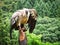 Griffon vulture on falconer\'s glove ready to fly in close up. Colossal large bird