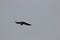 Griffon vulture flight