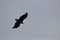 Griffon vulture flight