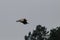 Griffon vulture flight