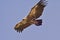 Griffon Vulture in flight