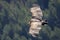 Griffon vulture in flight in the sky of Provence, France