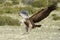 Griffon vulture flying.