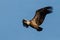 Griffon vulture flying on the blue sky