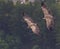 Griffon vulture flying, Drome provencale, France