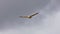 Griffon Vulture flying between mountains with clouds in the background