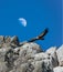 Griffon Vulture gliding against a daytime half Moon, Monfrague,