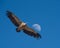 Griffon Vulture gliding against a daytime half Moon, Monfrague,